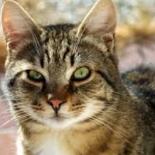 Adversarial Cat